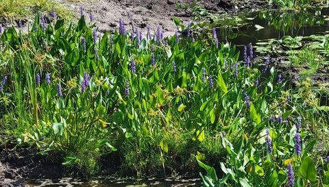 4031 Old Floral City