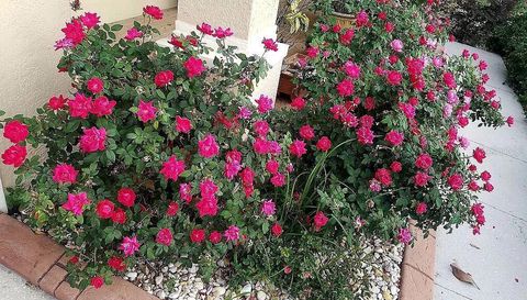 10503 PALM COVE AVENUE