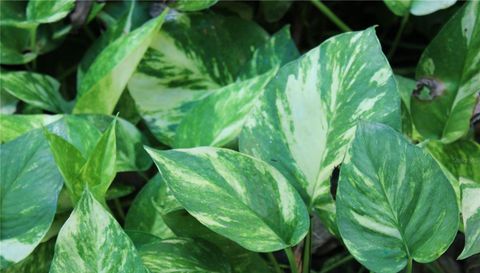 17 Calle Carlos Lebrun