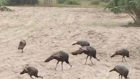 4031 Old Floral City