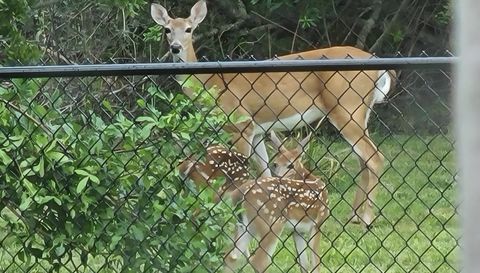 7051 Chatum Light Run