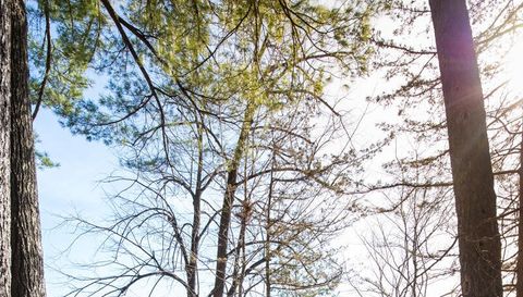 801 Pine Cone Trail N