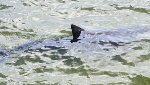 825 Bayshore Dr APT 1203