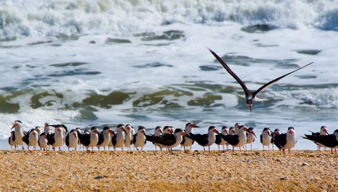 26 VILLAGE LAS PALMAS