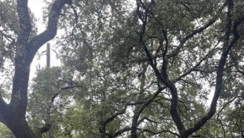 13033 Highway Fm 2769