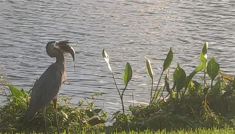 10503 PALM COVE AVENUE