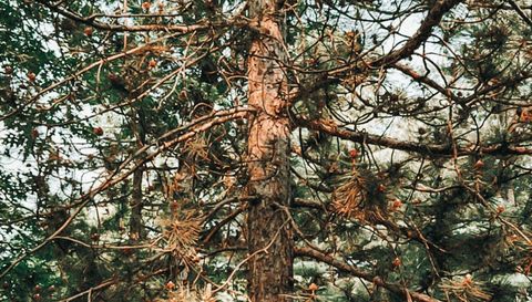 28931 Tall Moon Circle